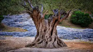 &Kappa;&lambda;ά&delta;&epsilon;&mu;&alpha; &epsilon;&lambda;&iota;ά&sigmaf; & &chi;&epsilon;&iota;&mu;&epsilon;&rho;&iota;&nu;ή &phi;&upsilon;&tau;&omicron;&pi;&rho;&omicron;&sigma;&tau;&alpha;&sigma;ί&alpha;