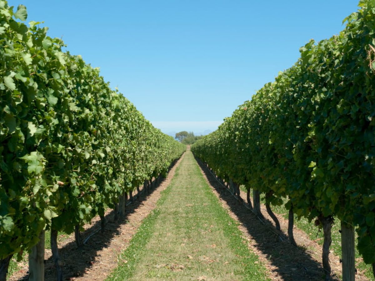 Κομφούζιο – Αλλαγές στους Ελέγχους & Τι να Γνωρίζουμε