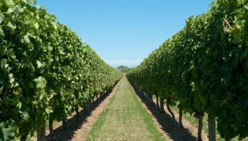 Κομφούζιο – Αλλαγές στους Ελέγχους & Τι να Γνωρίζουμε