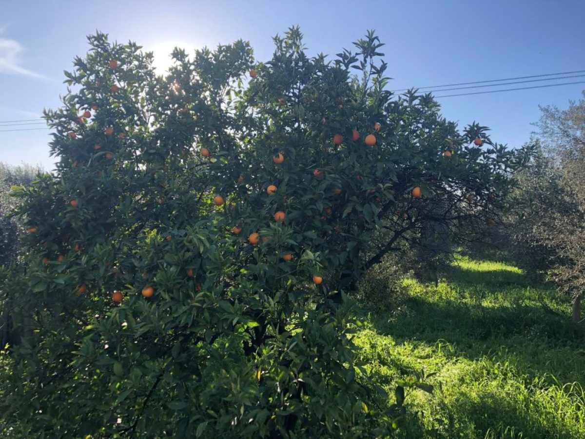 Έγκριση 2ου προσωρινού πίνακα για σύσταση ομάδων και οργανώσεων παραγωγών