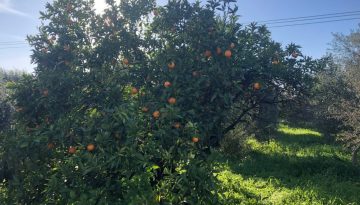 Έγκριση 2ου προσωρινού πίνακα για σύσταση ομάδων και οργανώσεων παραγωγών