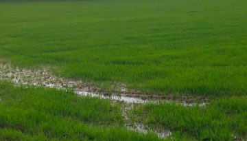 Εκτός επιδότησης λιπάσματος οι ετεροεπαγγελματίες αγρότες, όλες οι λεπτομέρειες