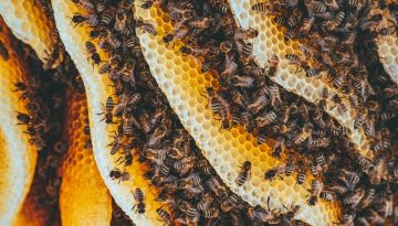 Ένταξη δικαιούχου και έγκριση χρηματοδότησης για υλοποίηση για “Ηλεκτρονικό Δίκτυο Μελισσοκομίας”