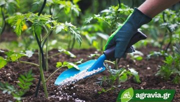 Επικουρική Λίπανση: Συμβουλές από τους Ειδικούς