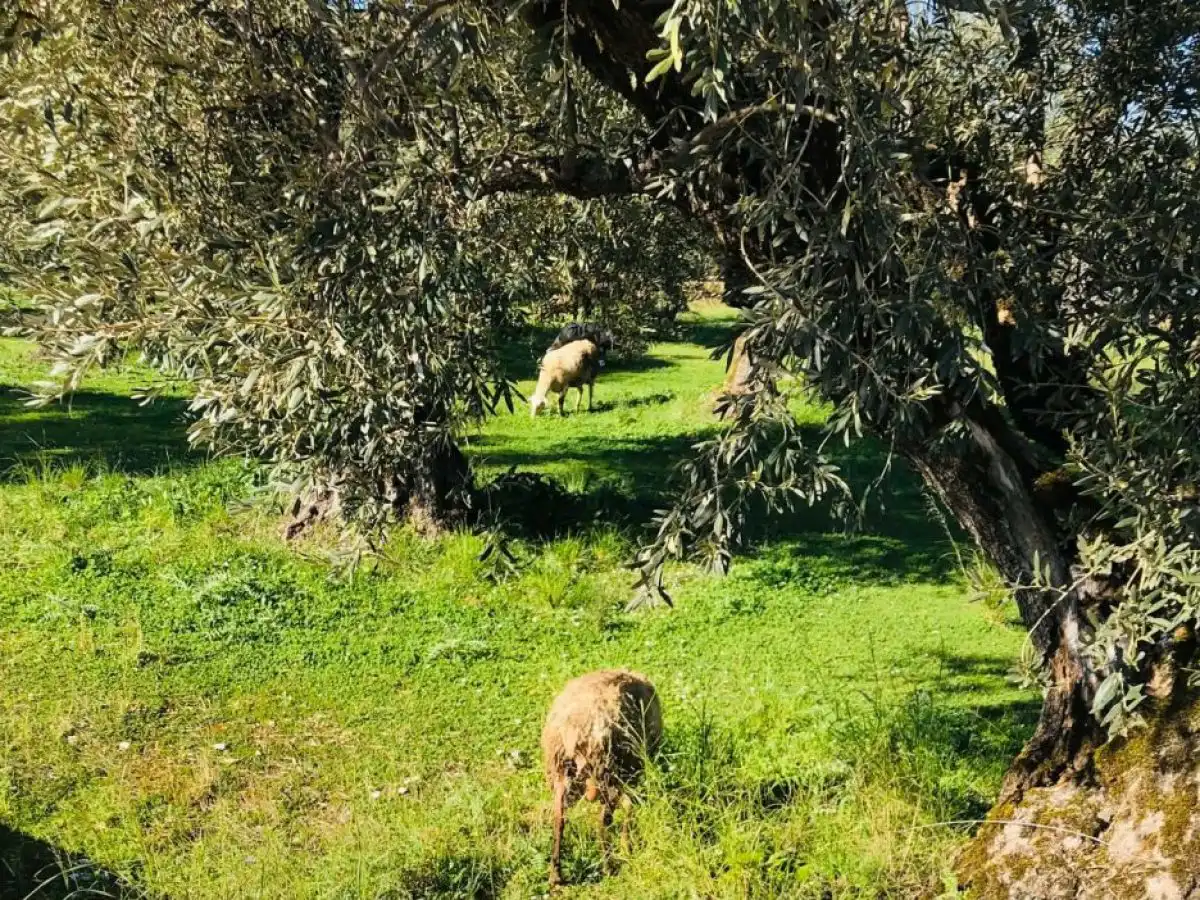 &Epsilon;&pi;ί&tau;&rho;&omicron;&pi;&omicron;&sigmaf; &Beta;ά&rho;&chi;&epsilon;&lambda;&iota; &pi;&rho;&omicron;&sigmaf; &Alpha;&rho;&nu;&alpha;&omicron;ύ&tau;&omicron;&gamma;&lambda;&omicron;&upsilon;: &laquo;&Theta;&alpha; &sigma;&tau;&eta;&rho;ί&xi;&omicron;&upsilon;&mu;&epsilon; &tau;&omicron;&upsilon;&sigmaf; Έ&lambda;&lambda;&eta;&nu;&epsilon;&sigmaf; &kappa;&tau;&eta;&nu;&omicron;&tau;&rho;ό&phi;&omicron;&upsilon;&sigmaf; &sigma;&epsilon; &kappa;ά&theta;&epsilon; &beta;ή&mu;&alpha;&raquo;