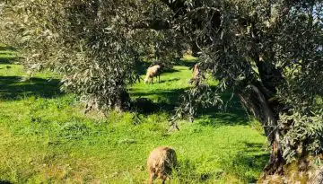 &Epsilon;&pi;ί&tau;&rho;&omicron;&pi;&omicron;&sigmaf; &Beta;ά&rho;&chi;&epsilon;&lambda;&iota; &pi;&rho;&omicron;&sigmaf; &Alpha;&rho;&nu;&alpha;&omicron;ύ&tau;&omicron;&gamma;&lambda;&omicron;&upsilon;: &laquo;&Theta;&alpha; &sigma;&tau;&eta;&rho;ί&xi;&omicron;&upsilon;&mu;&epsilon; &tau;&omicron;&upsilon;&sigmaf; Έ&lambda;&lambda;&eta;&nu;&epsilon;&sigmaf; &kappa;&tau;&eta;&nu;&omicron;&tau;&rho;ό&phi;&omicron;&upsilon;&sigmaf; &sigma;&epsilon; &kappa;ά&theta;&epsilon; &beta;ή&mu;&alpha;&raquo;