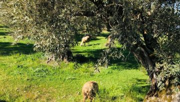 Επίτροπος Βάρχελι προς Αρναούτογλου: «Θα στηρίξουμε τους Έλληνες κτηνοτρόφους σε κάθε βήμα»