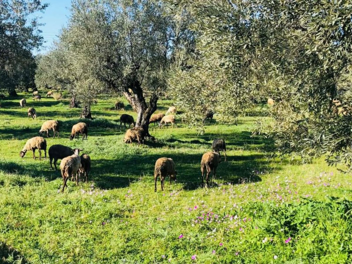 Επιβεβαιώθηκε κρούσμα ευλογιάς προβάτων στο δήμο Πάργας