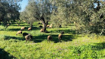 Επιβεβαιώθηκε κρούσμα ευλογιάς προβάτων στο δήμο Πάργας