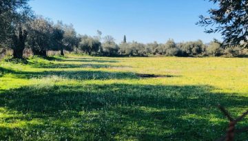 Ερώτηση Ζεϊμπέκ για καθυστέρηση ανοίγματος δηλώσεων ΟΣΔΕ