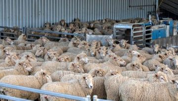 Αιτήματα για νέα έκτακτη χρηματοδότηση ζωοτροφών λόγω περιορισμών ευλογιάς