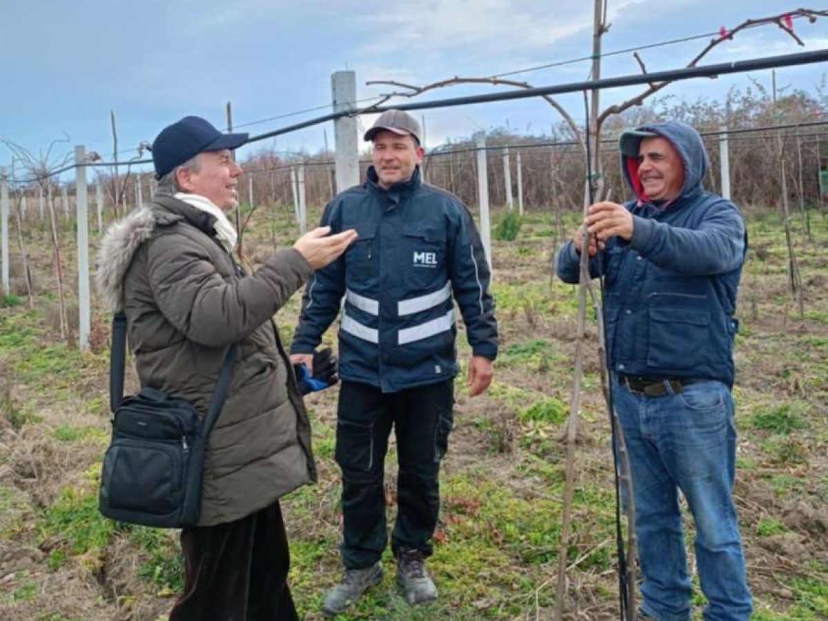 Οι 11 συμβουλές για το χειμερινό κλάδεμα της  ακτινιδιάς