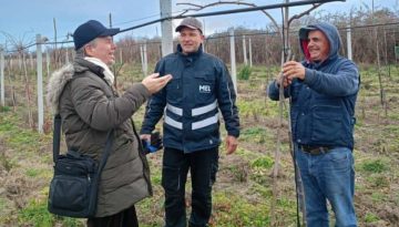 Οι 11 συμβουλές για το χειμερινό κλάδεμα της  ακτινιδιάς