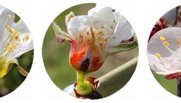 Οι μηχανισμοί του παγετού στην άνθηση των οπωροφόρων δένδρων: Πώς το ψύχος καταστρέφει τα άνθη