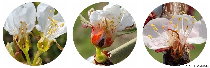 i-michanismi-tou-pagetou-stin