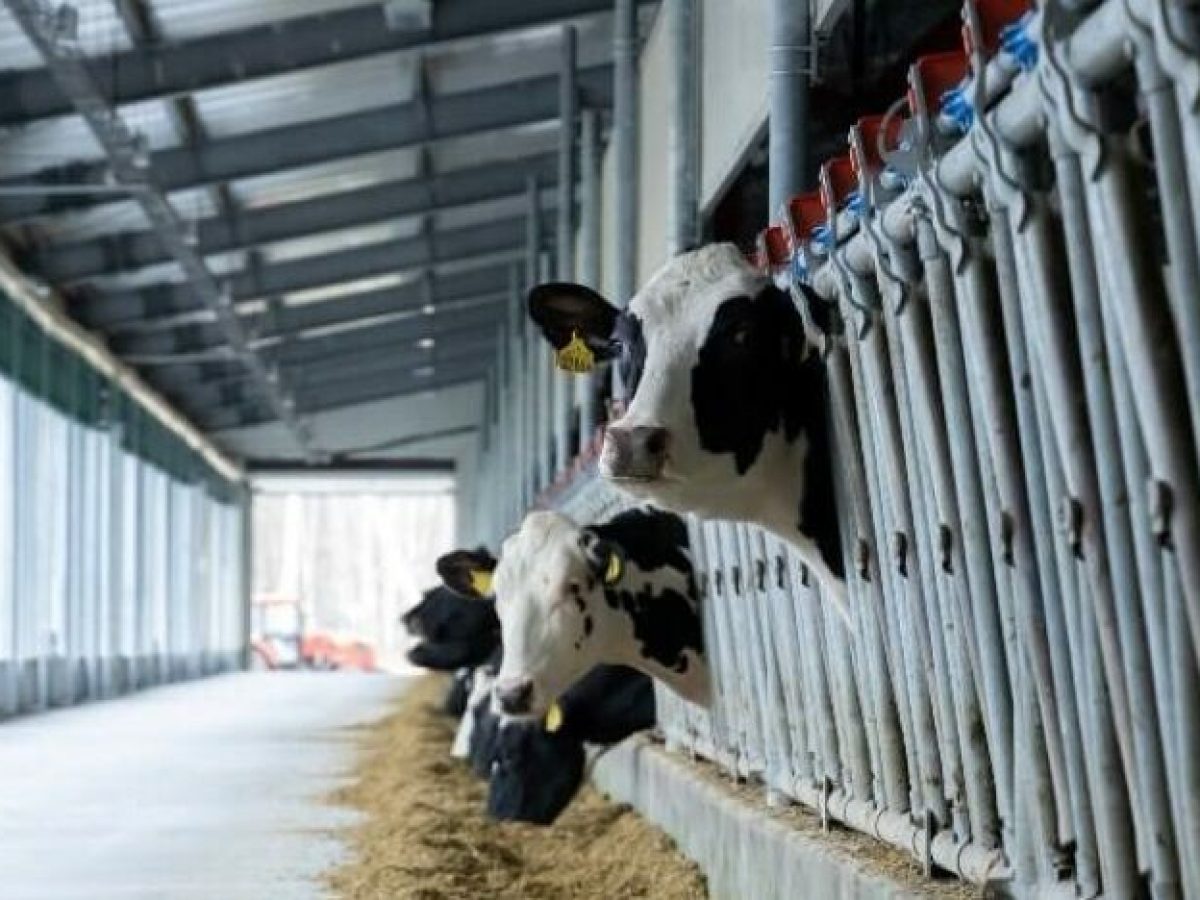 Οι προϋποθέσεις ένταξης στο Μέτρο Ευζωίας της ΚΑΠ για τα βοοειδή και τα ποσά ανά ΜΖΚ