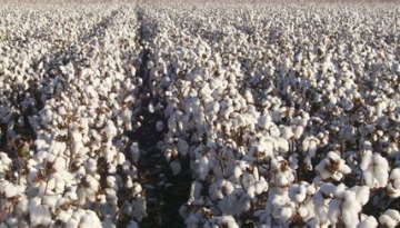 Ειδική ενίσχυση βάμβακος πότε και πόσο