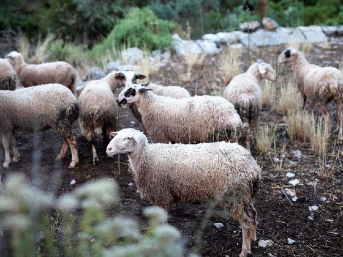 Υποχρεωτικοί από φέτος οι βόλοι στα αιγοπρόβατα, για τη λήψη ενισχύσεων – Έρχεται νομοθετική ρύθμιση