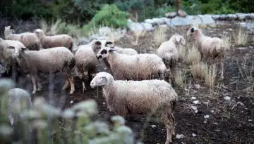 &Upsilon;&pi;&omicron;&chi;&rho;&epsilon;&omega;&tau;&iota;&kappa;&omicron;ί &alpha;&pi;ό &phi;έ&tau;&omicron;&sigmaf; &omicron;&iota; &beta;ό&lambda;&omicron;&iota; &sigma;&tau;&alpha; &alpha;&iota;&gamma;&omicron;&pi;&rho;ό&beta;&alpha;&tau;&alpha;, &gamma;&iota;&alpha; &tau;&eta; &lambda;ή&psi;&eta; &epsilon;&nu;&iota;&sigma;&chi;ύ&sigma;&epsilon;&omega;&nu; &ndash; Έ&rho;&chi;&epsilon;&tau;&alpha;&iota; &nu;&omicron;&mu;&omicron;&theta;&epsilon;&tau;&iota;&kappa;ή &rho;ύ&theta;&mu;&iota;&sigma;&eta;
