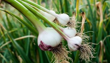 Καλλιέργεια Σκόρδου: Συμβουλές Φύτευσης