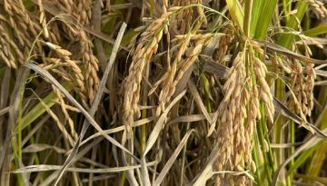 Καθορισμός λεπτομερειών χορήγησης της συνδεδεμένης στην καλλιέργεια του ρυζιού