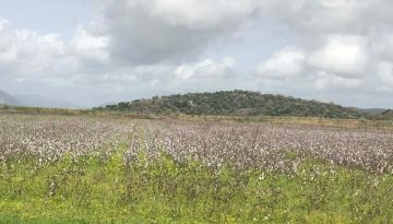 “Μικρό καλάθι” κρατούν οι παραγωγοί για τις πληρωμές πριν το Πάσχα