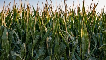 Νέα δεδομένα και αλλαγές στις προϋποθέσεις για είσπραξη συνδεδεμένης καλαμποκιού