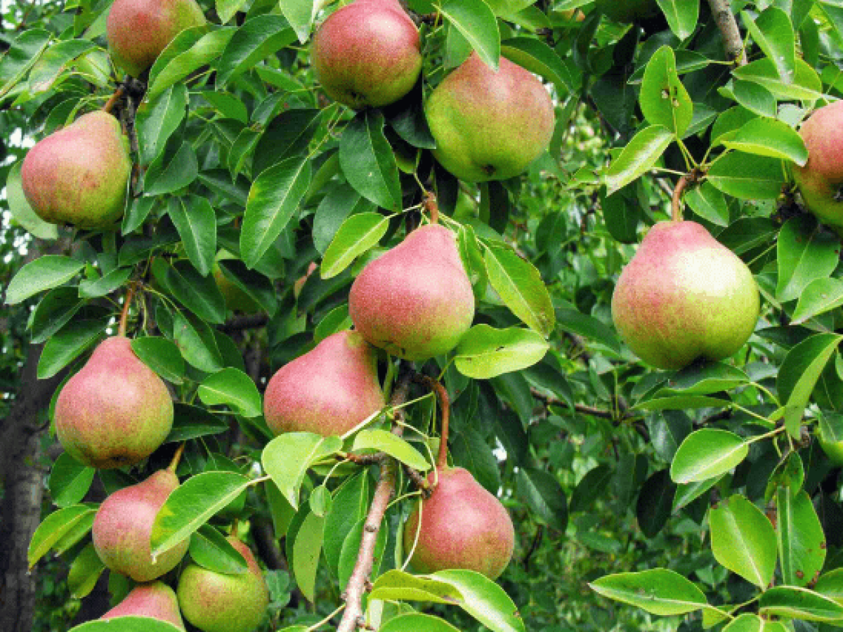 Οδηγίες για Ψύλλα και Βακτηριακό Κάψιμο της Αχλαδιάς