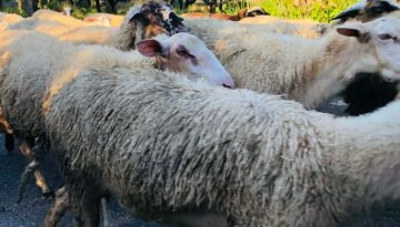 Πήρε ΦΕΚ η ΠΝΠ για αποζημίωση των τυριών Λέσβου