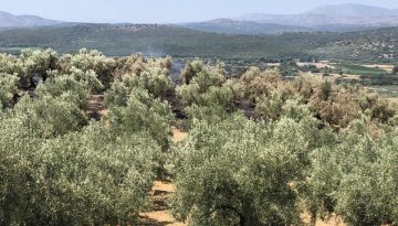 Πότε θα καταβληθούν αποζημιώσεις στους πυρόπληκτους αγρότες-κτηνοτρόφους της Χίου