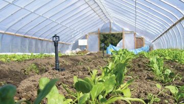 Προεξόφληση ενίσχυσης μέτρου θερμοκηπίων από την Τράπεζα Πειραιώς