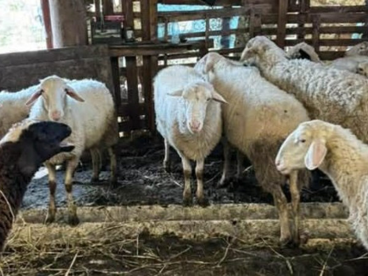 Πρώτο επιβεβαιωμένο κρούσμα ευλογιάς των προβάτων στην Ήπειρο