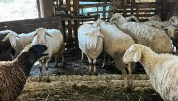 &Pi;&rho;ώ&tau;&omicron; &epsilon;&pi;&iota;&beta;&epsilon;&beta;&alpha;&iota;&omega;&mu;έ&nu;&omicron; &kappa;&rho;&omicron;ύ&sigma;&mu;&alpha; &epsilon;&upsilon;&lambda;&omicron;&gamma;&iota;ά&sigmaf; &tau;&omega;&nu; &pi;&rho;&omicron;&beta;ά&tau;&omega;&nu; &sigma;&tau;&eta;&nu; Ή&pi;&epsilon;&iota;&rho;&omicron;