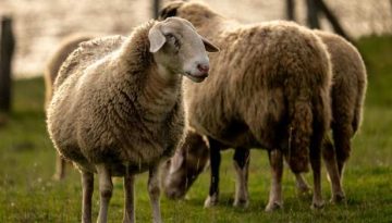 Σχεδόν 18.000 φορτία ελέγχθηκαν το 2025 στους Συνοριακούς Σταθμούς Κτηνιατρικού Ελέγχου