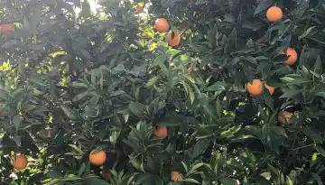&Sigma;&upsilon;&mu;&pi;&lambda;&eta;&rho;&omega;&mu;&alpha;&tau;&iota;&kappa;ά &mu;έ&tau;&rho;&alpha; &gamma;&iota;&alpha; &epsilon;&phi;&alpha;&rho;&mu;&omicron;&gamma;ή &epsilon;&pi;&iota;&chi;&epsilon;&iota;&rho;&eta;&sigma;&iota;&alpha;&kappa;ώ&nu; &pi;&rho;&omicron;&gamma;&rho;&alpha;&mu;&mu;ά&tau;&omega;&nu; &omicron;&pi;&omega;&rho;&omicron;&kappa;&eta;&pi;&epsilon;&upsilon;&tau;&iota;&kappa;ώ&nu;