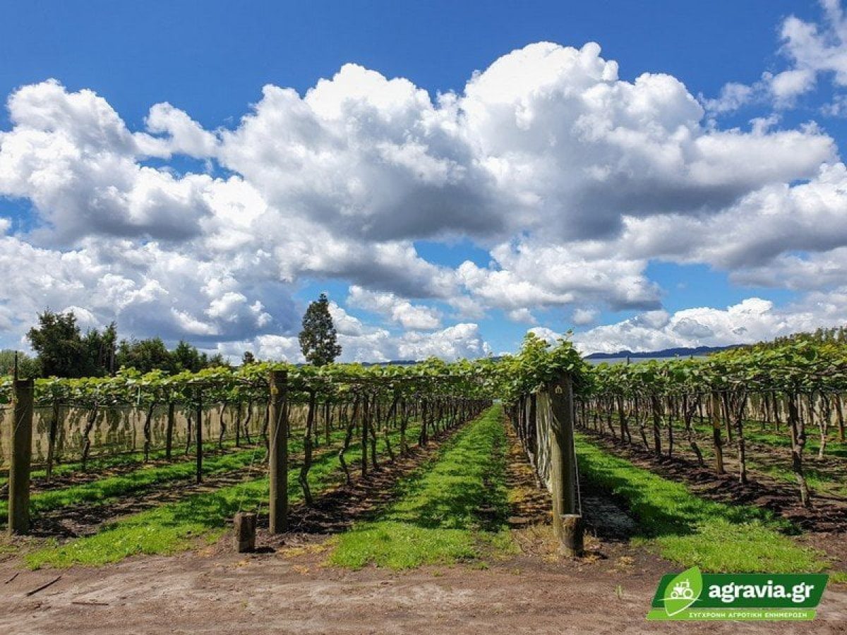 Συμβουλές για την Εγκατάσταση Νέου Οπωρώνα Ακτινιδιάς