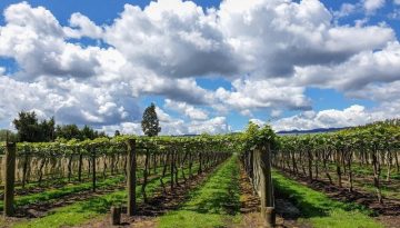 Συμβουλές για την Εγκατάσταση Νέου Οπωρώνα Ακτινιδιάς