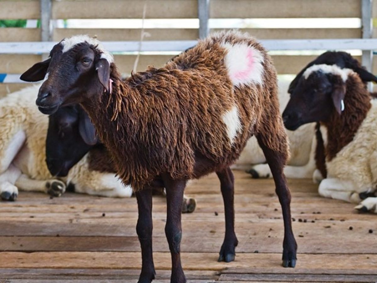 Συναγερμός για ύποπτη ευλογιά προβάτων