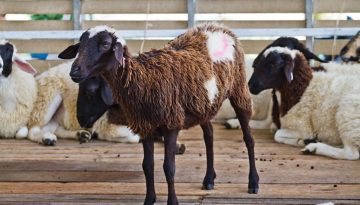 Συναγερμός για ύποπτη ευλογιά προβάτων