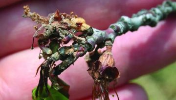 Συναγερμός για μονίλια στα βερίκοκα – Σύσταση για άμεσες επεμβάσεις σε Πέλλα και Χαλκιδική