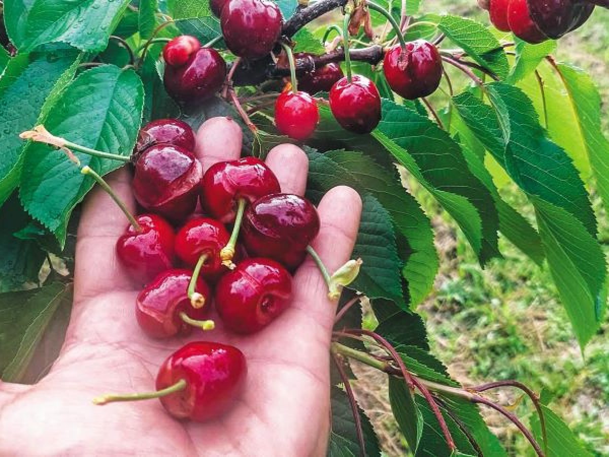 Άμεση αποζημίωση στους κερασοπαραγωγούς της Λάρισας για τον παγετό του 2025, ζητάει από τον Κ. Τσιάρα, ο Δ. Κουρέτας