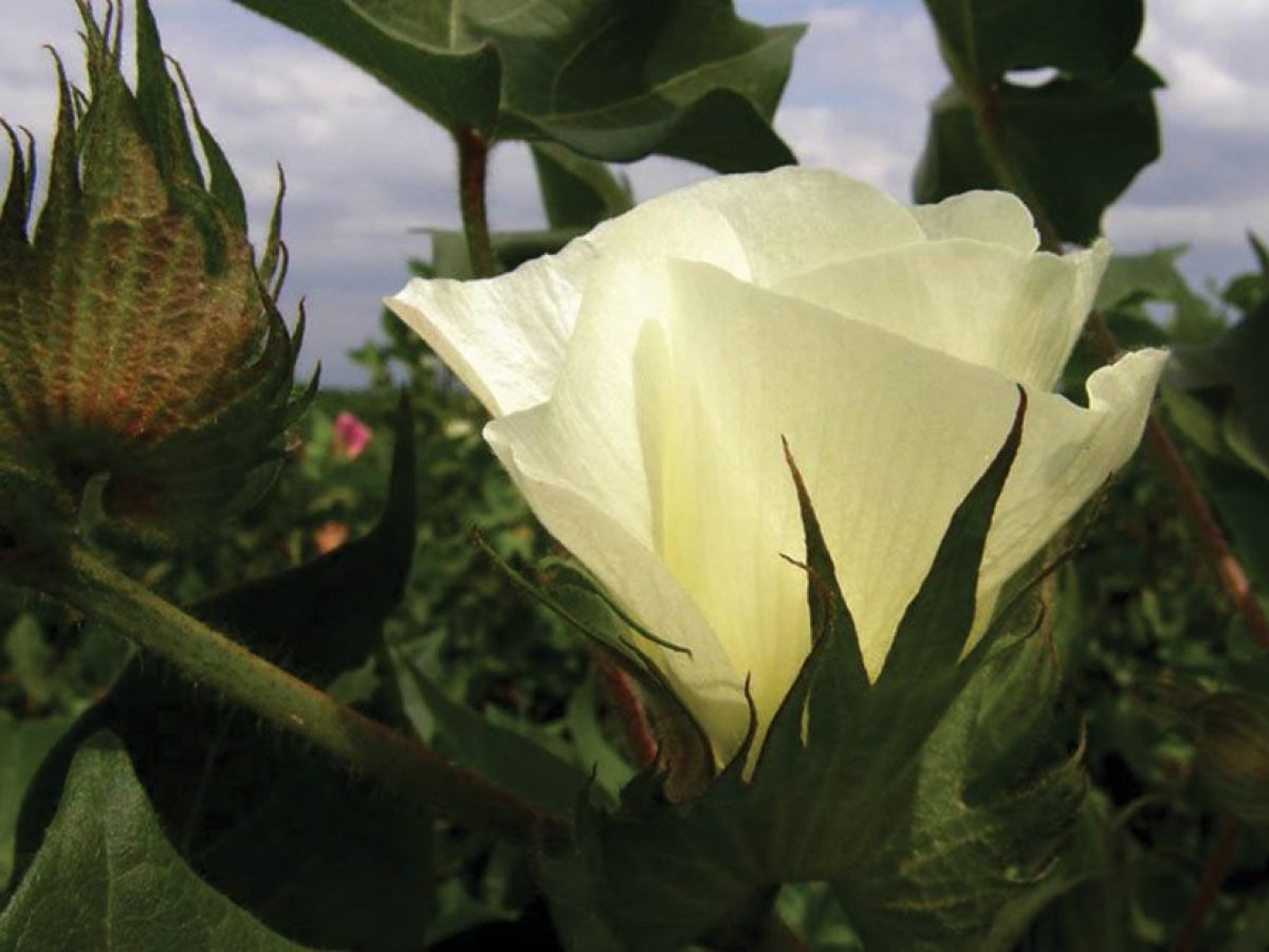 Ακόμη πιο εύκολο το πριμ άνθρακα χωρίς  σταθερές εκτάσεις και καρτελάκια