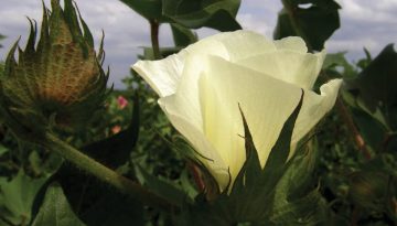 Ακόμη πιο εύκολο το πριμ άνθρακα χωρίς  σταθερές εκτάσεις και καρτελάκια