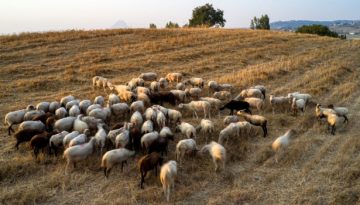 Απάτη με επιδοτήσεις στο Ρέθυμνο: Δήλωσαν χιλιάδες ανύπαρκτα αιγοπρόβατα για να πάρουν αποζημιώσεις