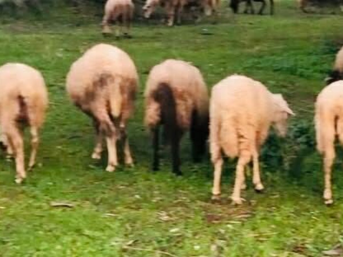 Απόφαση ολοκλήρωσης του έργου με τίτλο «Γενετικοί πόροι στην κτηνοτροφία»