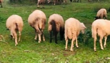 Απόφαση ολοκλήρωσης του έργου με τίτλο «Γενετικοί πόροι στην κτηνοτροφία»