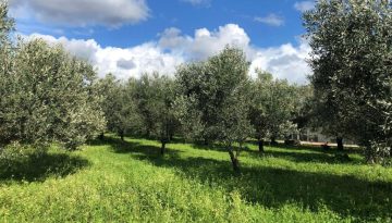 Αποτελέσματα για επιδοτούμενο πρόγραμμα κατάρτισης ανέργων ή εργαζόμενων στο κλάδεμα-εμβολιασμό δενδρωδών