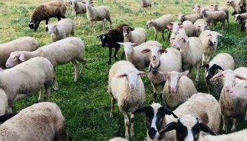 Διορθωτική απόφαση για τις αποζημιώσεις γάλακτος στη Λέσβο, νέα δεδομένα