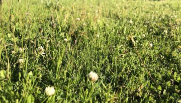 Εντός των ημερών εκτός απροόπτου σε ΦΕΚ τα de minimis τριφυλλιών