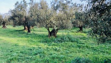 Εξετάζει την ένταξη των ελαιόδιχτων στα σχέδια βελτίωσης το ΥπΑΑΤ